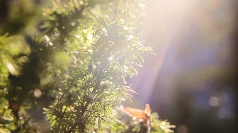 Juniper with light rays 4K Stock Footage 128951167