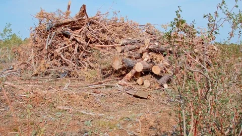 Juniper logging brush pile logs Steens Mountain Oregon 6 Stock-Footage 81752380