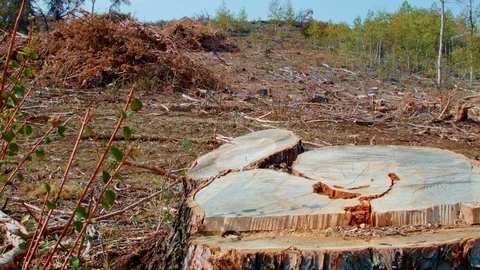 Juniper logging Steens Mountain Oregon 5 Video stock 81754297