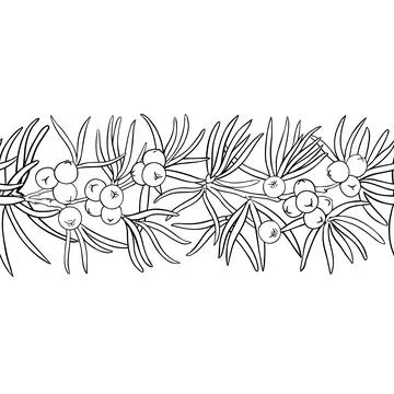 Juniper Outline Horizontal Seamless Pattern. Stock Illustration