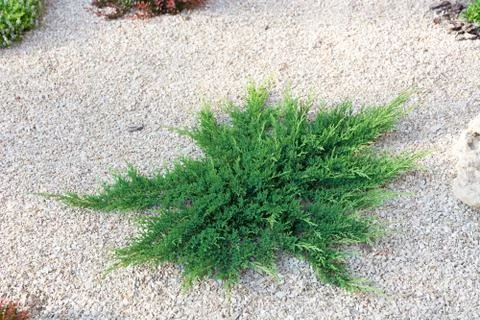 Juniper. Stock Photos
