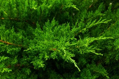 Juniper Stock Photos