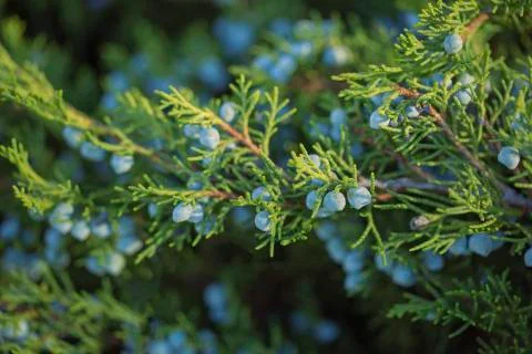 Juniper Stock Photos