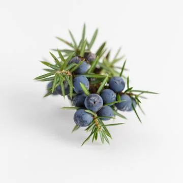 Juniper Stock Photos