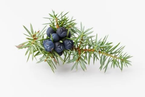 Juniper Stock Photos
