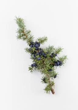Juniper Stock Photos