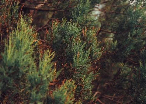 Juniper Stock Photos