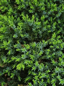 Juniper Foto stock
