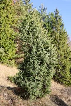 Juniper Stock Photos