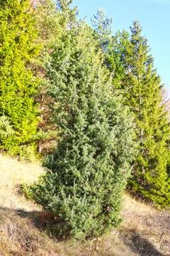 Juniper Stock Photos