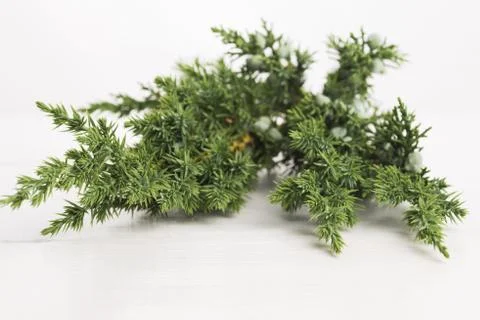 Juniper plant with berries Stock Photos