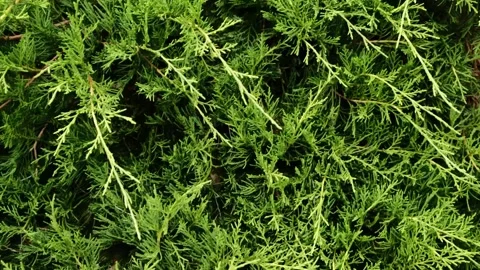 Juniper plant texture, view from above close up Stock Footage 159726827