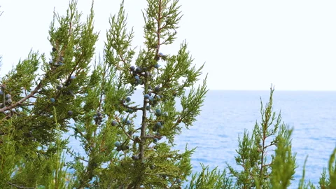 Juniper plants on the background of the sea. Video stock 96921999