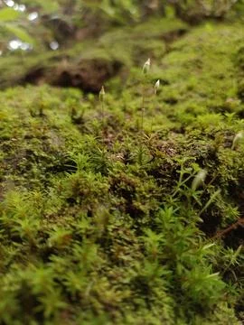 Juniper polytrichum moss Foto stock
