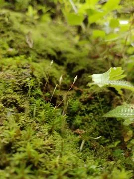 Juniper polytrichum moss Foto stock