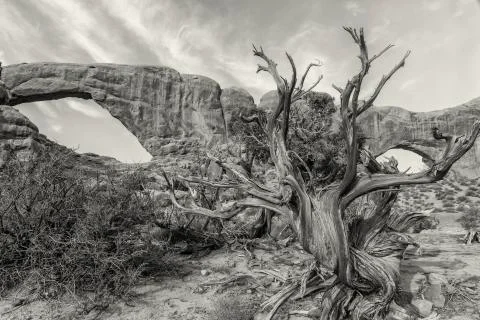 Juniper Reaching for the Sky Stock Photos