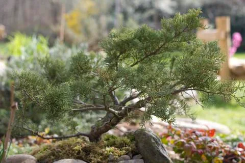 Juniper in rock garden Stock Photos