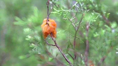 Juniper Rust on a branch, cedar-apple rust disease, Gymnosporangium juniperi Stock Footage 335807551