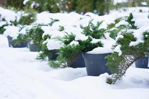 Juniper seedlings in pots covered with snow. Stock Photos