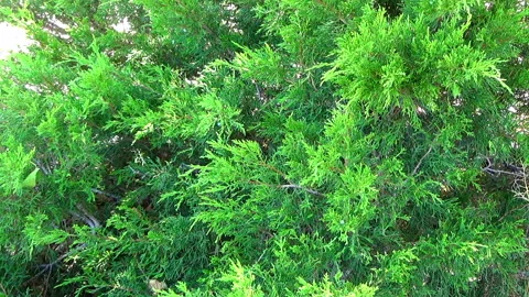 Juniper Shrub Plant Video stock 136610943