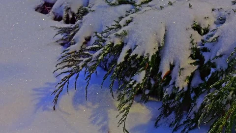 Juniper shrub under the snow, close up view Stock Footage 327266439