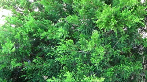 Juniper shrub zoom in Video stock 136612561