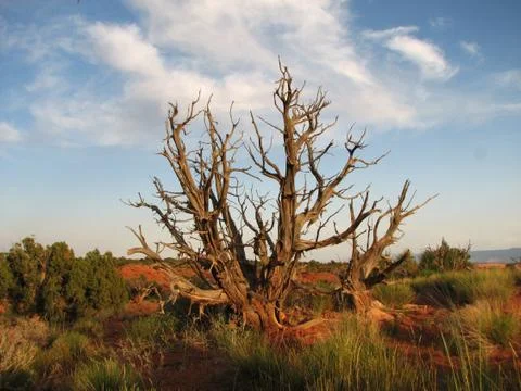 Juniper skeleton Stock Photos