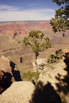 Juniper snag, looking north over the grand canyon Stock Photos