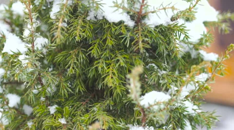 Juniper in the snow Stock Footage 69063493