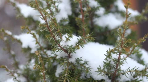 Juniper in the snow Stock Footage 69064827