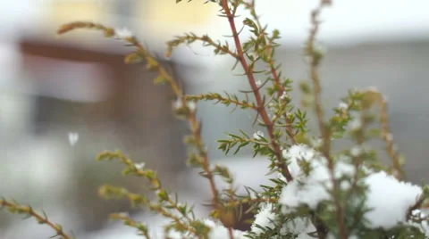 Juniper in the snow Stock Footage 69065242