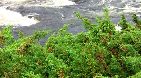 Juniper sway over the river Video stock 8512617