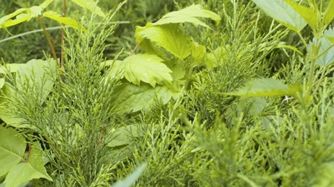 Juniper thicket panorama Stock Footage 137585520