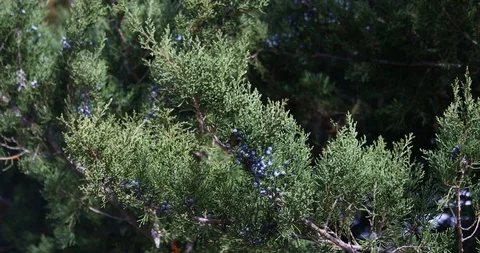 Juniper tree and berries Vidéo 87578636