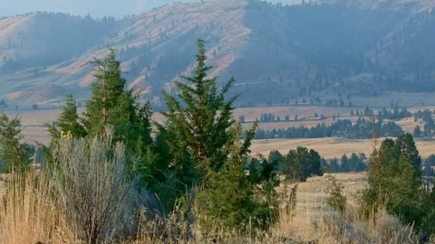 Juniper tree and fields Western Ranch Oregon 21 Video stock 81753987