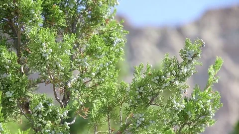 Juniper Tree to Badlands Stock Footage 79514905