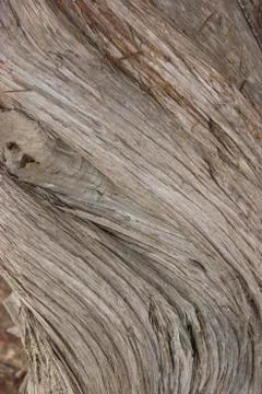 Juniper tree bark texture close up view Stock Photos