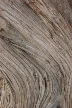 Juniper tree bark texture Stock Photos