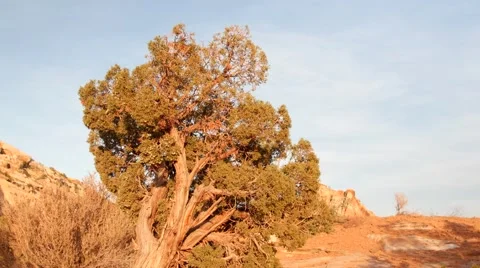 A juniper tree in a beautiful desert landscape dolly shot Video stock 49732114