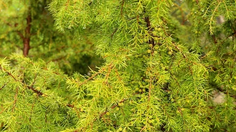 Juniper tree with berries Stock Footage 90124289