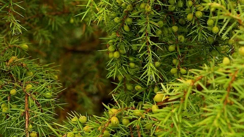 Juniper tree with berries Stock Footage 90124507