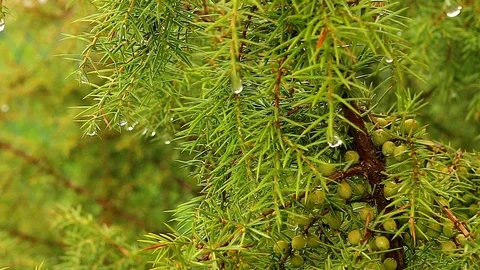 Juniper tree with berries Stock Footage 90128727