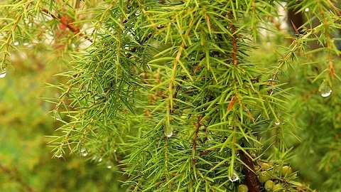 Juniper tree with berries Stock Footage 90128741