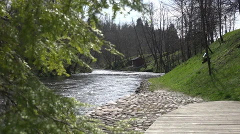 Juniper tree branch and flowing river water. 4K Stock Footage 50548053