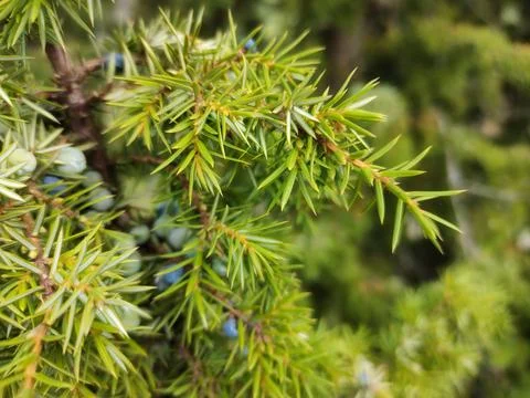 Juniper tree branch Background with juniper branches grow close-up Stock Photos