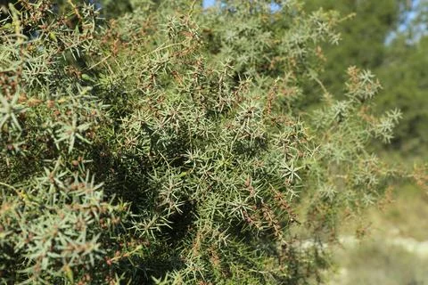 Juniper tree branch full of needle - Close-up Stock Photos
