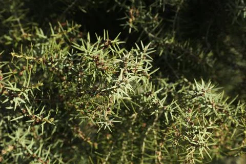 Juniper tree branch full of needle - Close-up Stock Photos