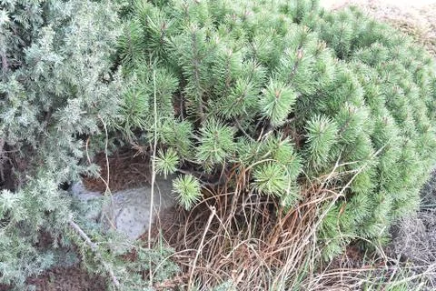 Juniper tree branch texture green needle background. Juniperus communis bush Stock Photos