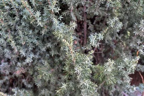 Juniper tree branch texture green needle background. Juniperus communis bush Stock Photos