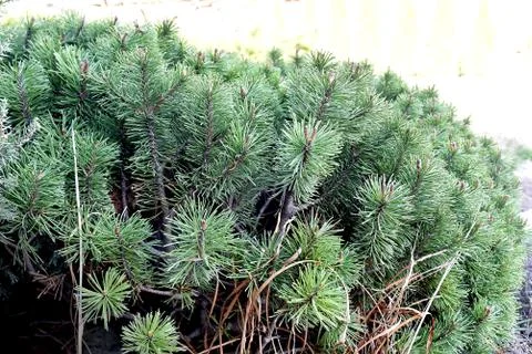 Juniper tree branch texture green needle background. Juniperus communis bush Stock Photos